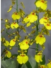 オンシジュームの植え替え 株分け 洋ランの育て方